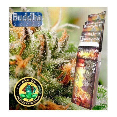 Semillas cannabis Assorted Mix de Buddha Seeds