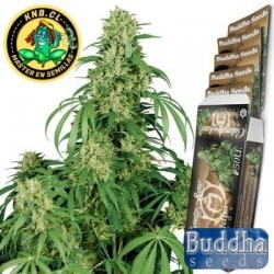 Semillas cannabis Calamity Jane auto de Buddha Seeds