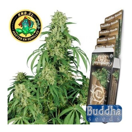 Semillas cannabis Calamity Jane auto de Buddha Seeds