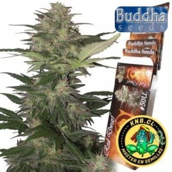 Red Dwarf Buddha Seeds semillas cannabis