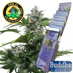 White Dwarf Buddha Seeds semillas cannabis