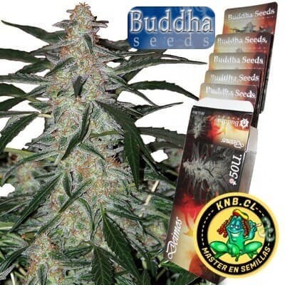 Deimos de Buddha Seeds semillas cannabis