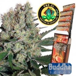 Syrup auto Buddha Seeds semillas cannabis