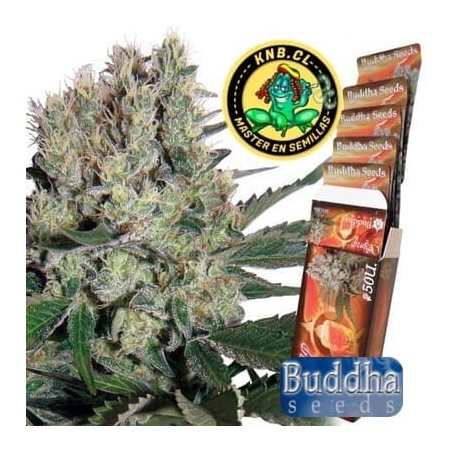 Syrup auto Buddha Seeds semillas cannabis