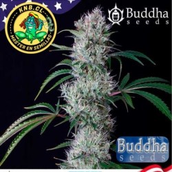 Buddha auto Cookie de Buddha Semillas cannabis