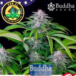 Buddha auto Tangie semillas marihuana