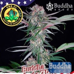 Buddha auto Zkitt semillas marihuana