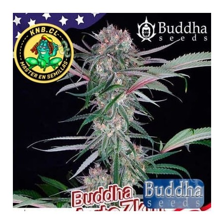 Buddha auto Zkitt semillas marihuana