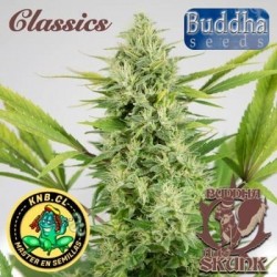 Skunk auto de Buddha Seeds semillas cannabis