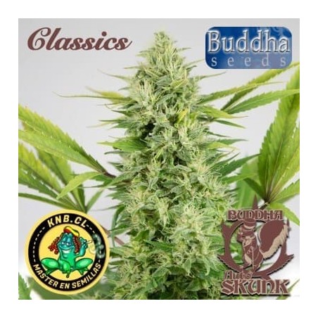 Skunk auto de Buddha Seeds semillas cannabis