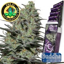 Morpheus de Buddha Seeds semillas cannabis