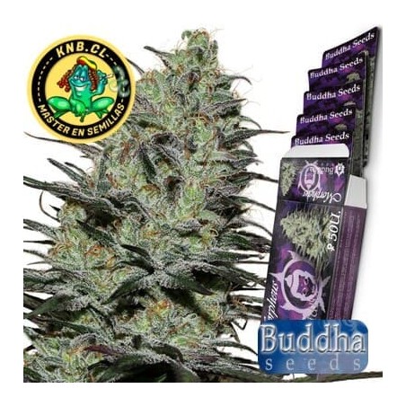 Morpheus de Buddha Seeds semillas cannabis