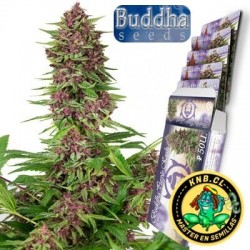Purple Kush Buddha Seeds semillas cannabis