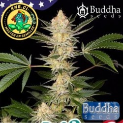 Buddha dosi2 Buddha Seeds cannabis