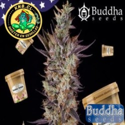 Buddha Gelato Buddha Seeds semillas marihuana