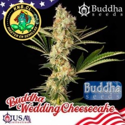 Buddha Wedding Cheescake semillas marihuana