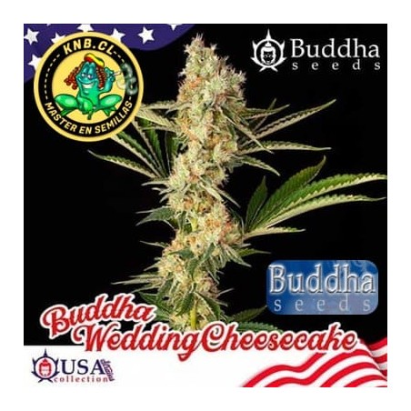 Buddha Wedding Cheescake semillas marihuana