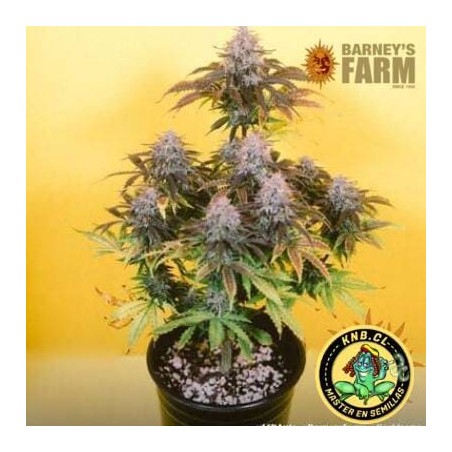 LSD auto Barney´s Farm