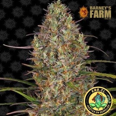 Glue Gelato auto Barney´s Farm