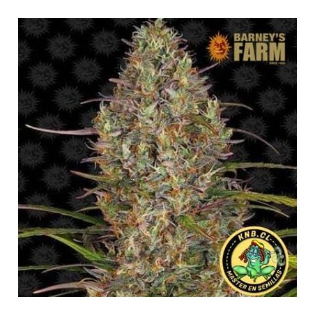 Glue Gelato auto Barney´s Farm