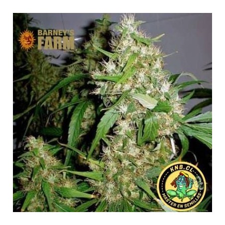 Critical Kush auto Barney´s Farm