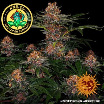 Purple Punch auto Barney´s Farm