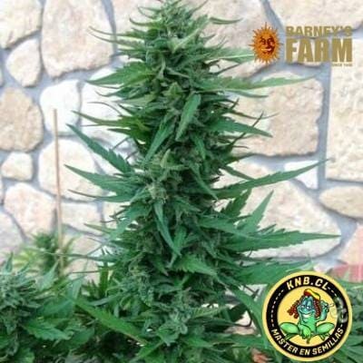Blueberry Cheese auto de Barney´s Farm