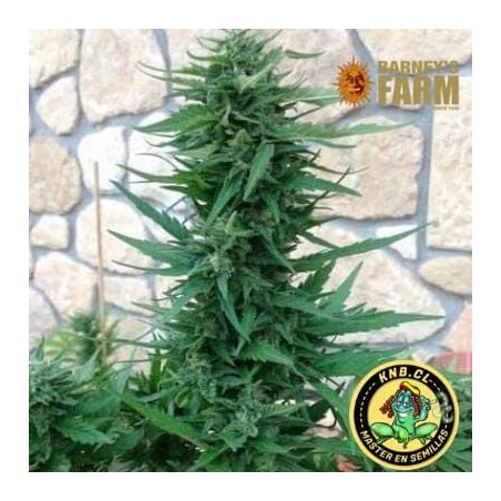 Blueberry Cheese auto de Barney´s Farm
