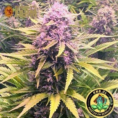 Dos Si Dos auto Barney´s Farm