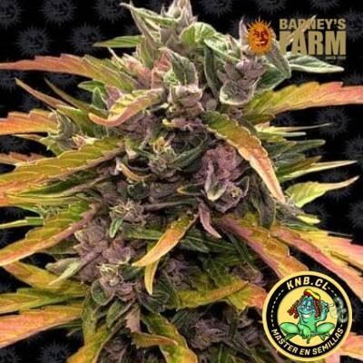 Gorilla Glue auto Barney´s Farm