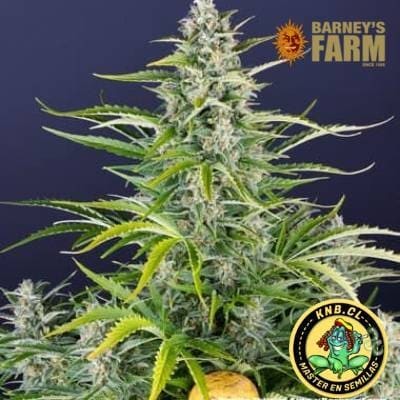 Gorilla Zkittlez auto Barney´s Farm