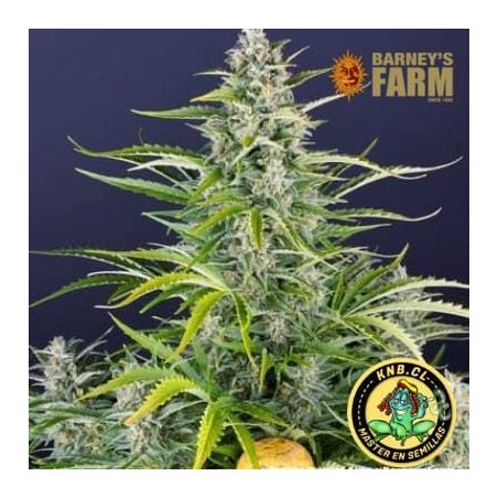 Gorilla Zkittlez auto Barney´s Farm
