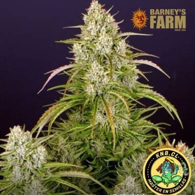 Wedding Cake auto de Barney´s Farm