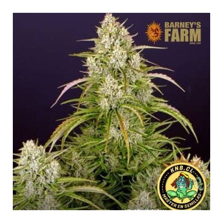 Wedding Cake auto de Barney´s Farm