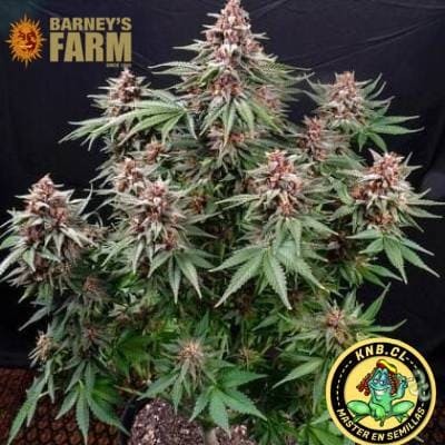 Runtz auto Barney´s Farm