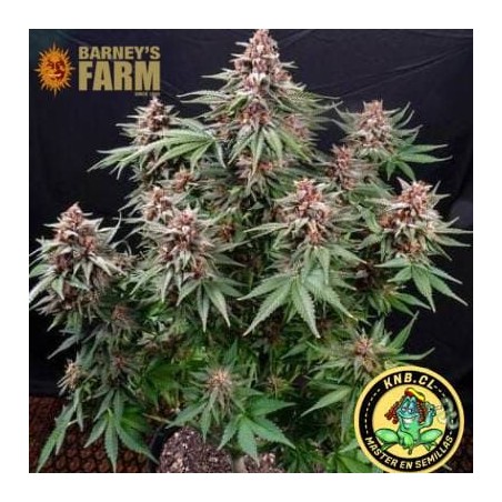 Runtz auto Barney´s Farm