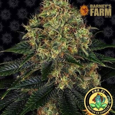 Skywalker OG auto de Barney´s Farm