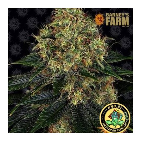 Skywalker OG auto de Barney´s Farm
