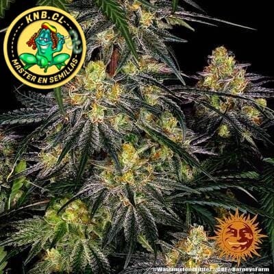 Watermelon Zkittlez auto Barney´s Farm