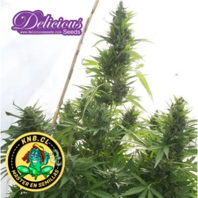 Critical Jack Herer auto de Delicious Seeds semillas