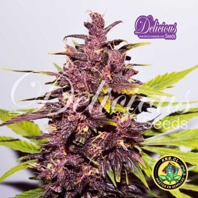 Dark Purple auto de Delicious Seeds semillas