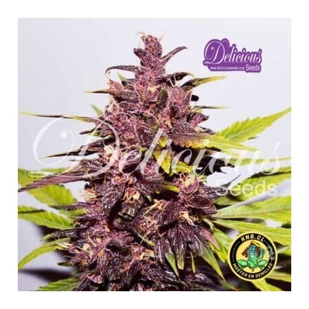 Dark Purple auto de Delicious Seeds semillas