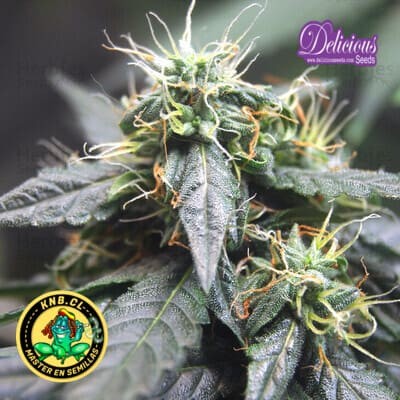 La Diva auto de Delicious Seeds semillas