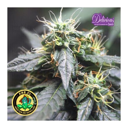 La Diva auto de Delicious Seeds semillas
