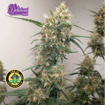 Northern Light Blue auto de Delicious Seeds semillas