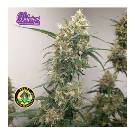 Northern Light Blue auto de Delicious Seeds semillas