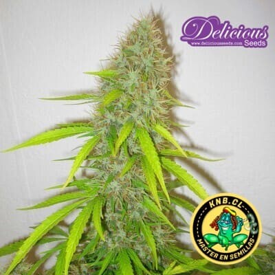 Critical Jack Herer de Delicious Seeds semillas