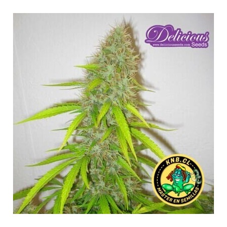Critical Jack Herer de Delicious Seeds semillas