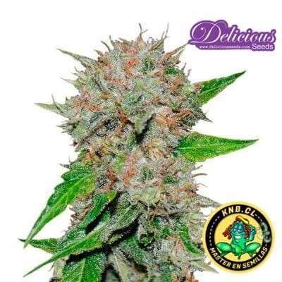 Deep Mandarine semillas cannabis Delicious Seeds