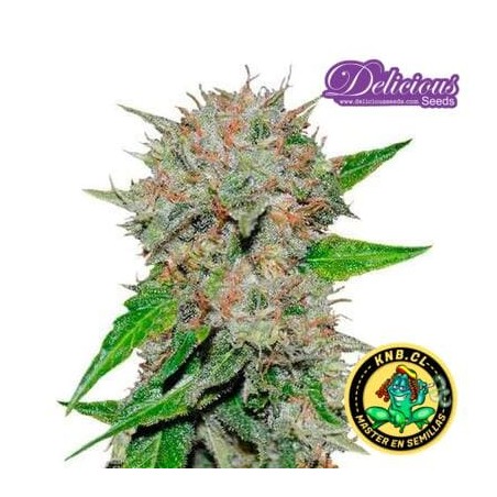 Deep Mandarine semillas cannabis Delicious Seeds